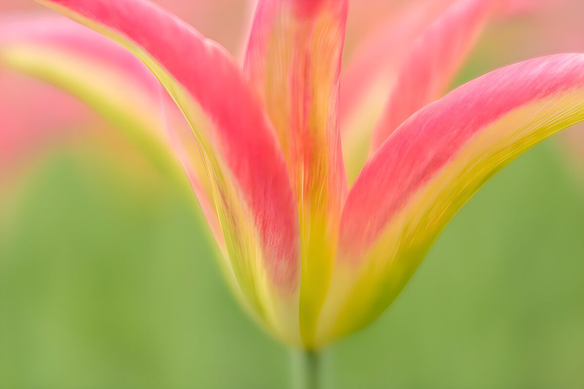 Rosa-gelbe Tulpe in Nahaufnahme