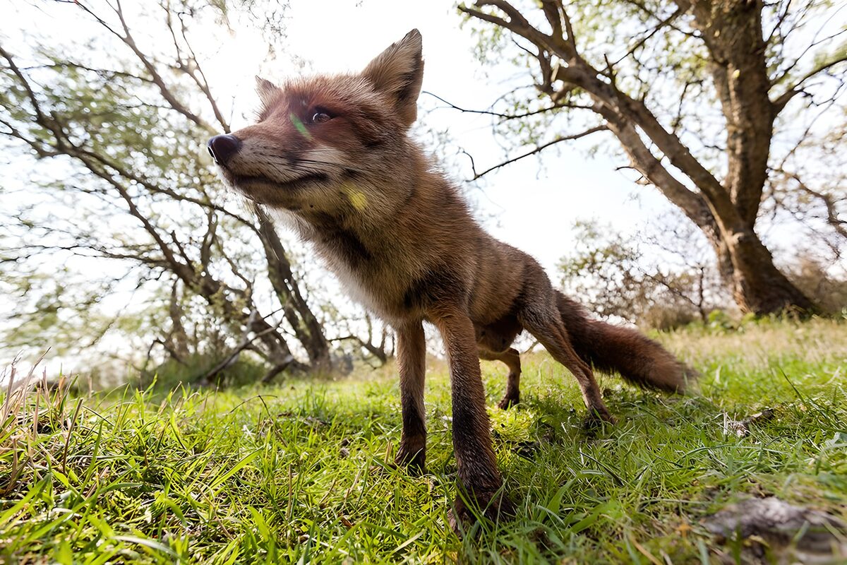 Rotfuchs im Gras aus nächster Nähe