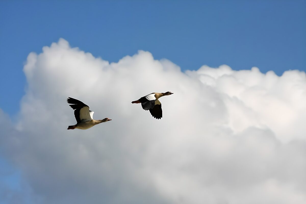 Zwei Nilgänse im Flug vor weißen Wolken
