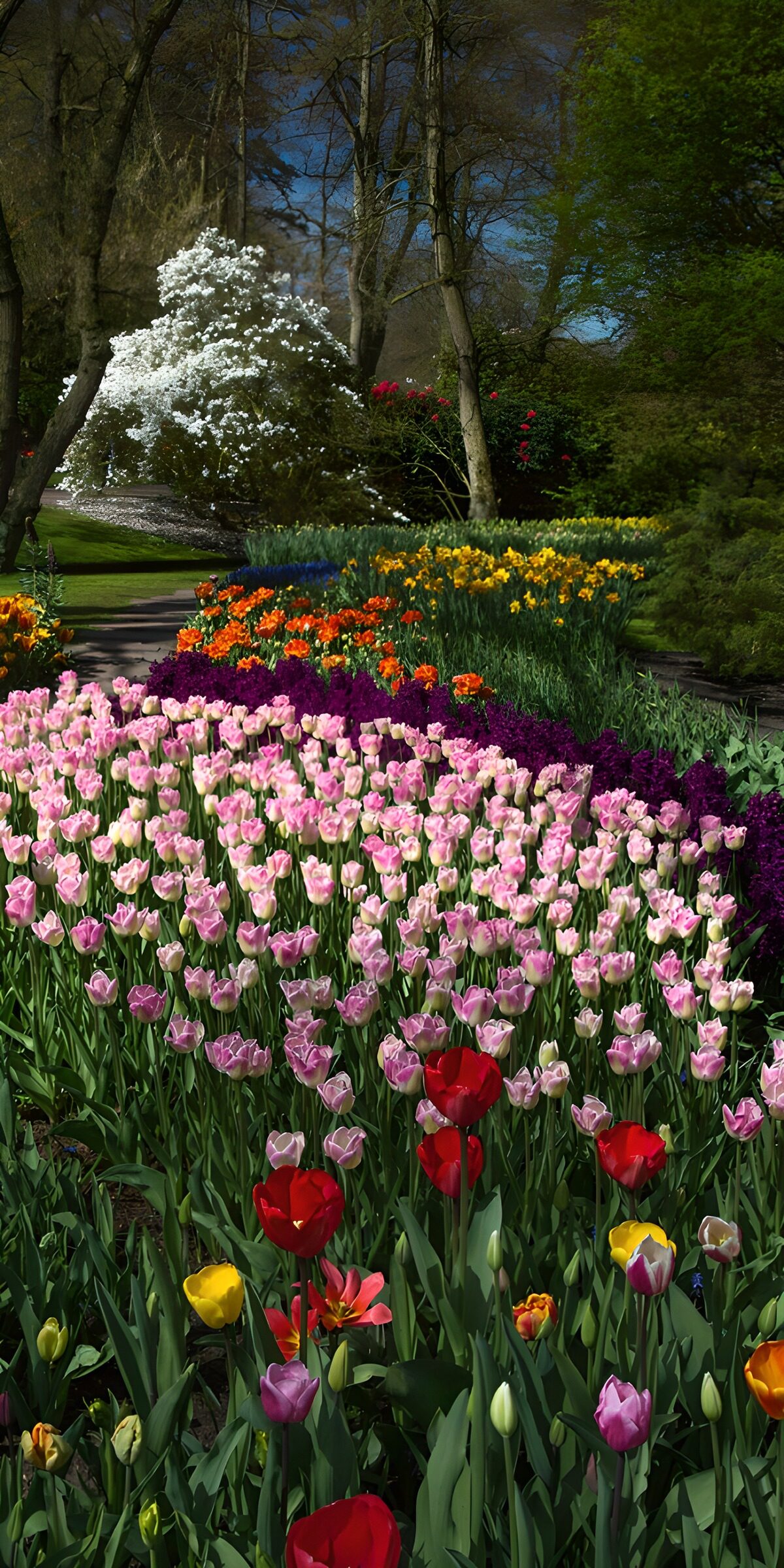 Rosa Tulpen und Narzissen im Frühlingsgarten