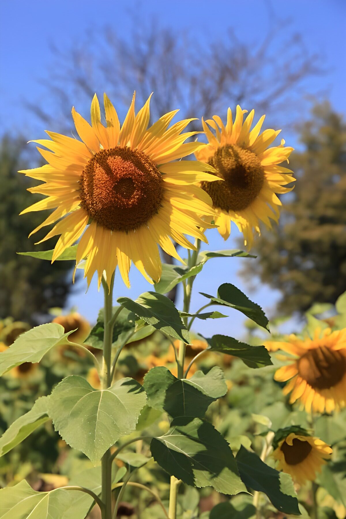 Zwei Sonnenblumen im Sommerlicht