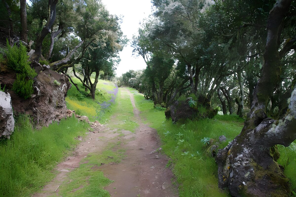Grüner Waldweg zwischen Steinen und Bäumen