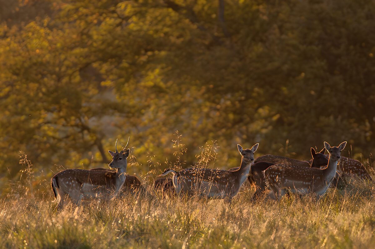 Damwild im hohen Gras bei Abendlicht