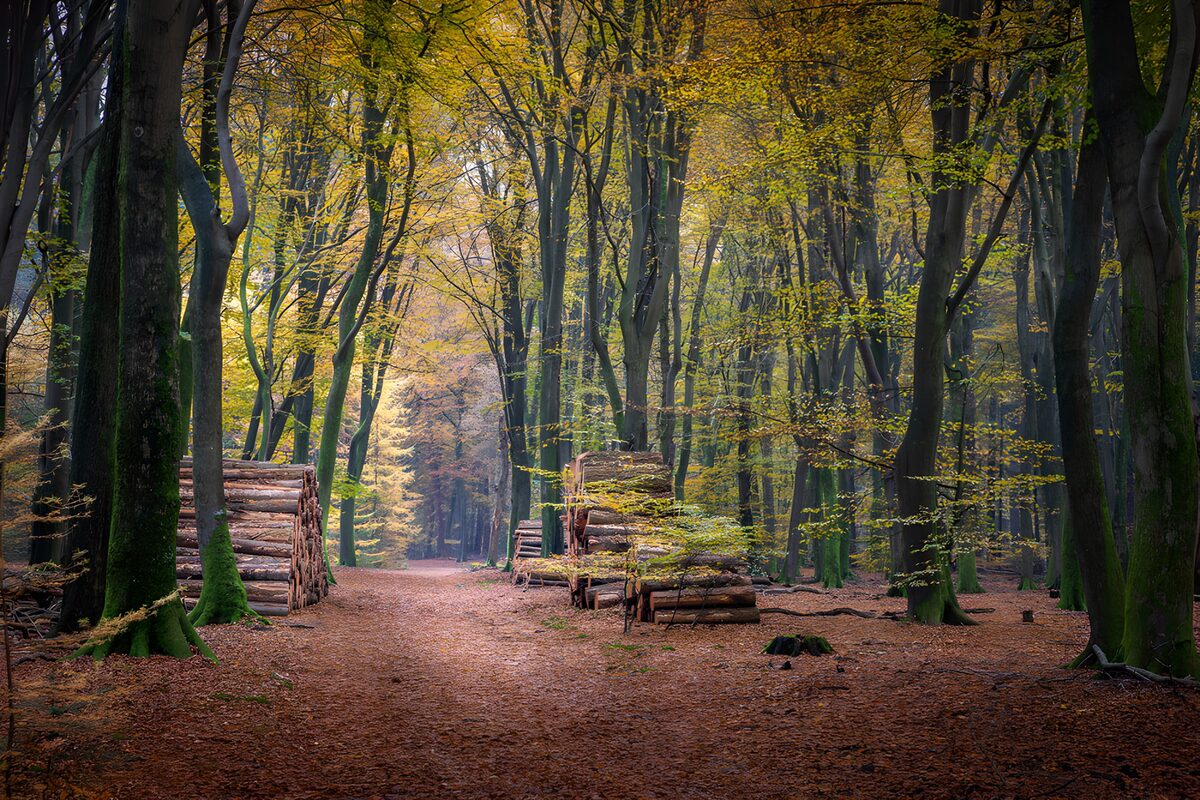 Herbstlicher Waldweg zwischen Holzstapeln