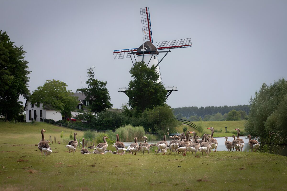 Gänse auf der Wiese vor der Windmühle