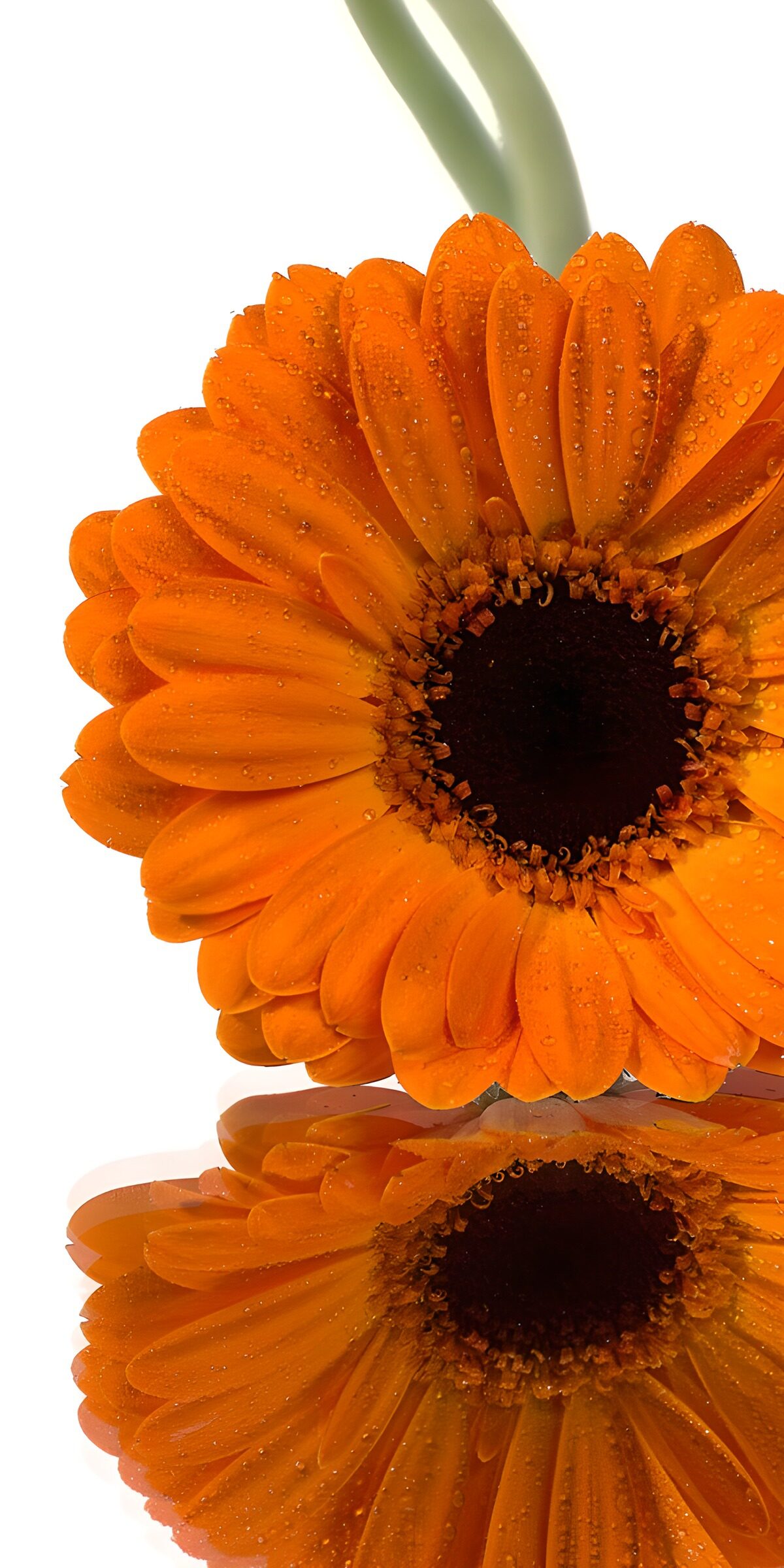 Orange Gerbera mit Tropfen und Spiegelbild