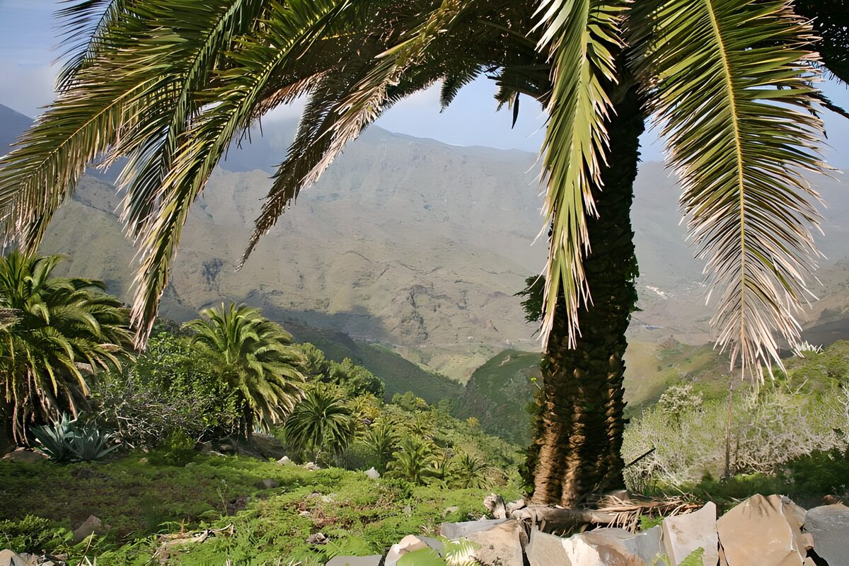 Palmenhang mit weitem Talblick