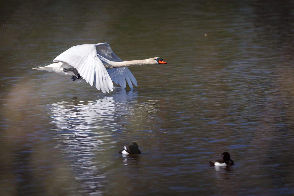 Höckerschwan im Tiefflug über dem Wasser