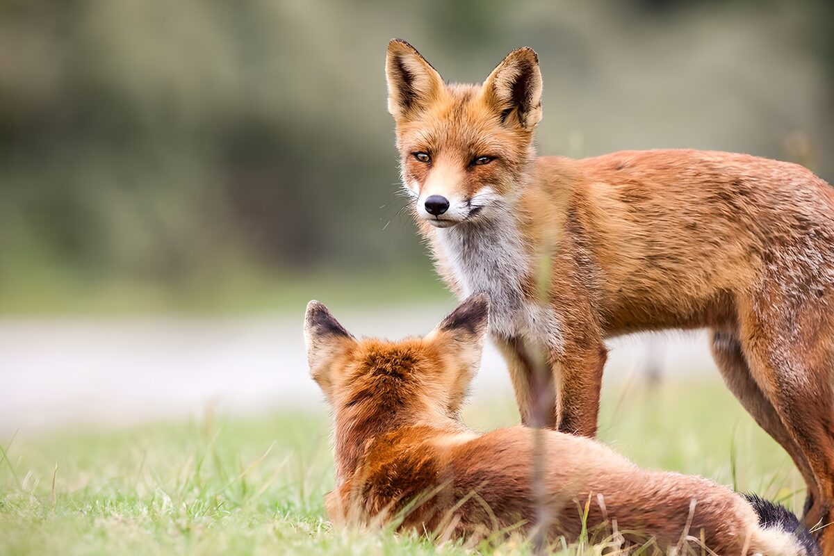Zwei Rotfüchse im Gras, wachsam und nah