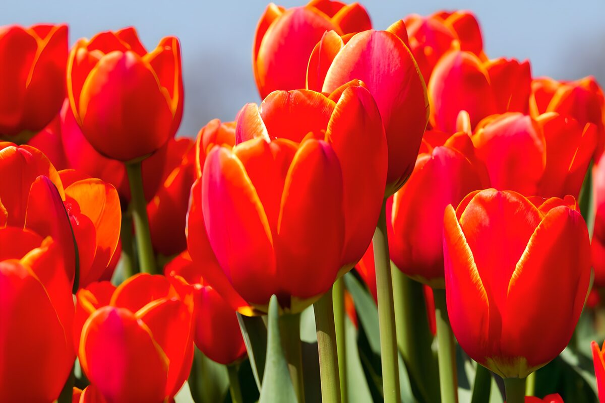 Rote und orange Tulpen im Sonnenlicht