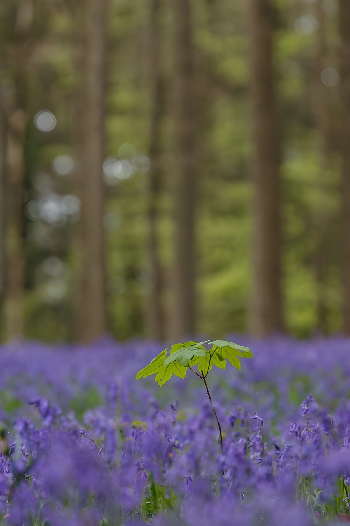 Ahornsämling im violetten Blütenteppich