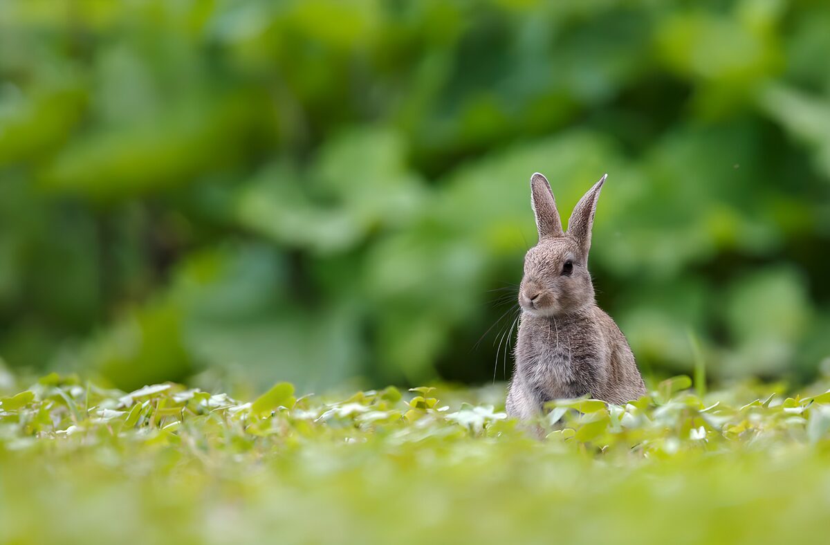 Wachsames Kaninchen zwischen grünen Blättern