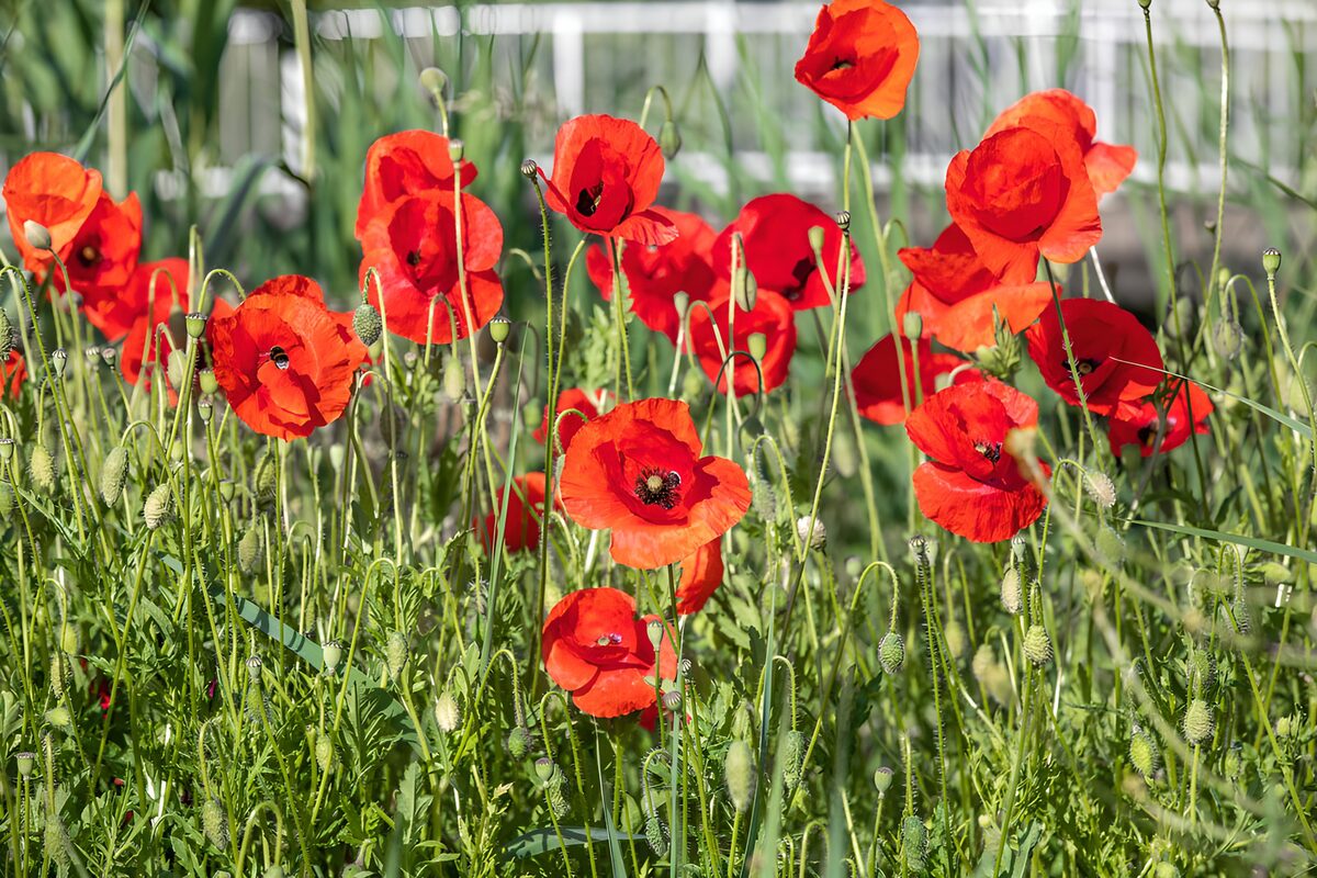 Rote Mohnblumen im Sonnenlicht
