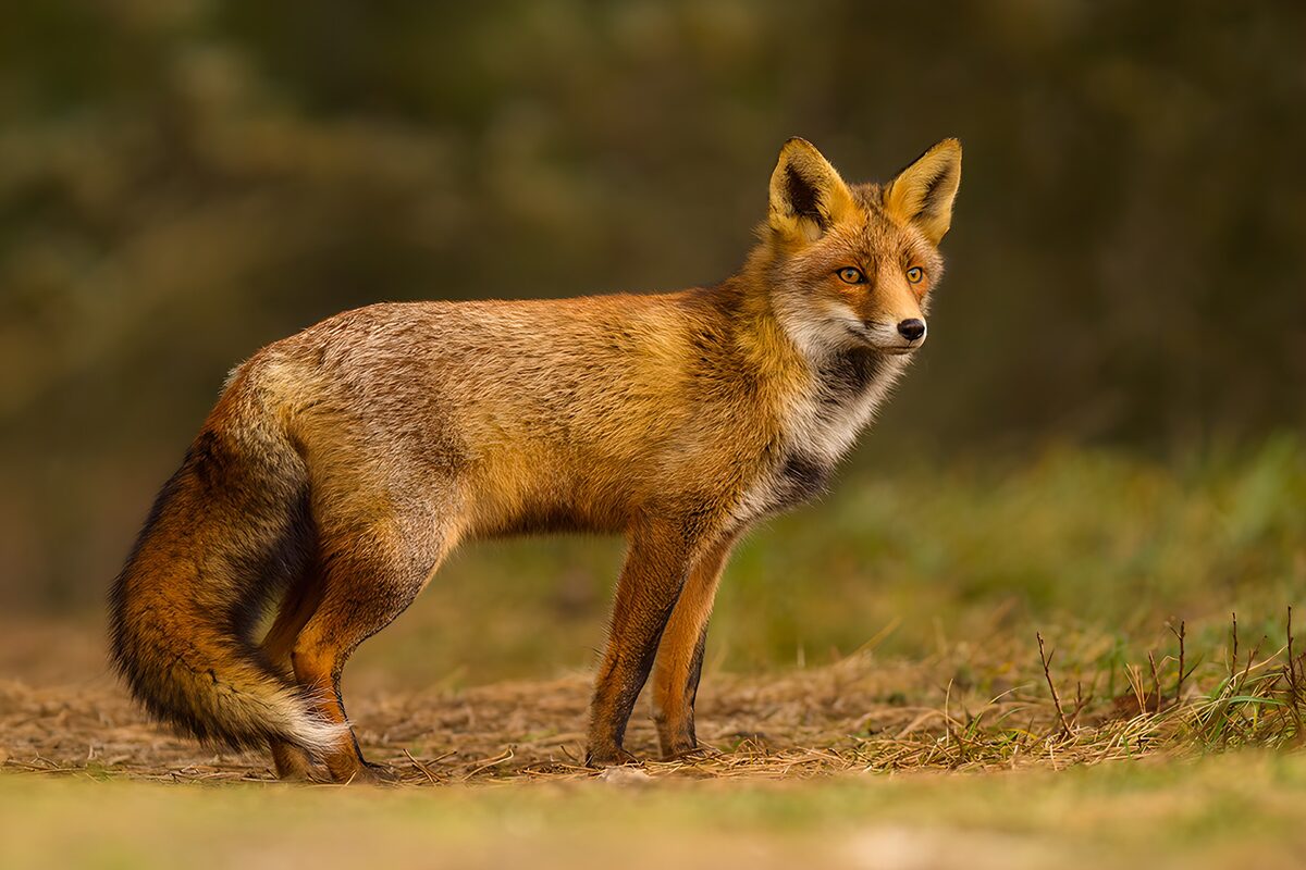 Rotfuchs mit wachem Blick