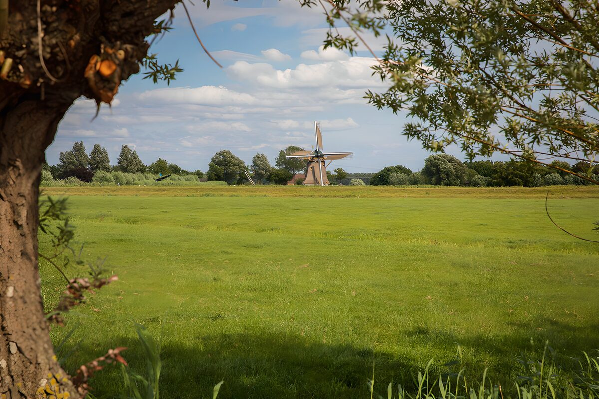 Windmühle hinter sonniger Wiese
