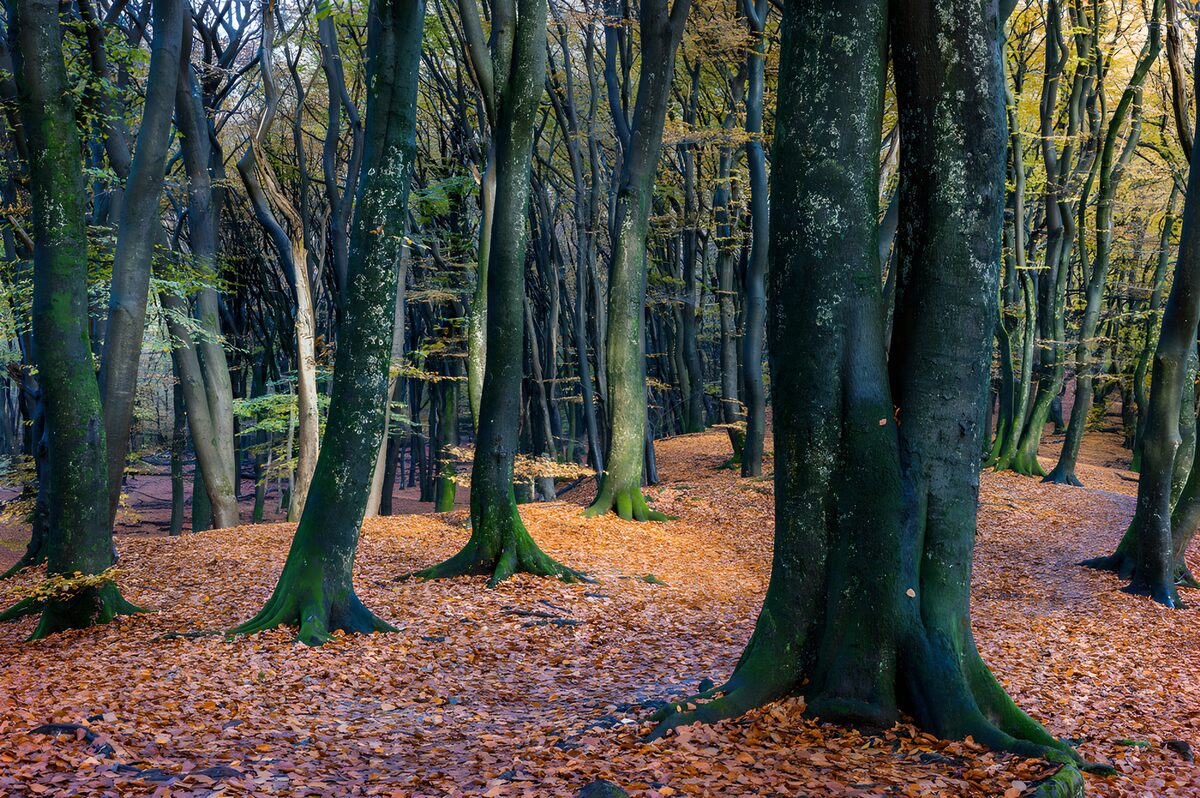 Herbstwald mit Moos und goldenem Laub