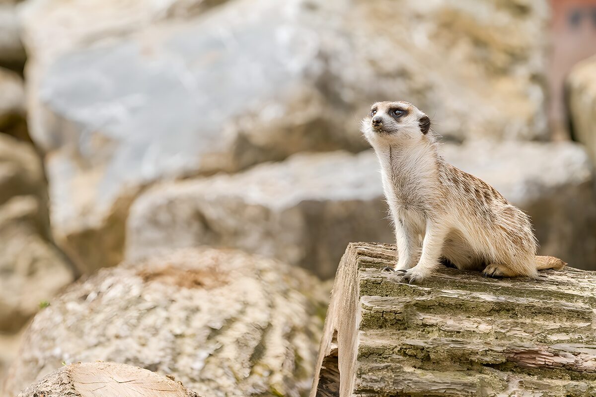 Erdmännchen auf Holz mit wachem Blick