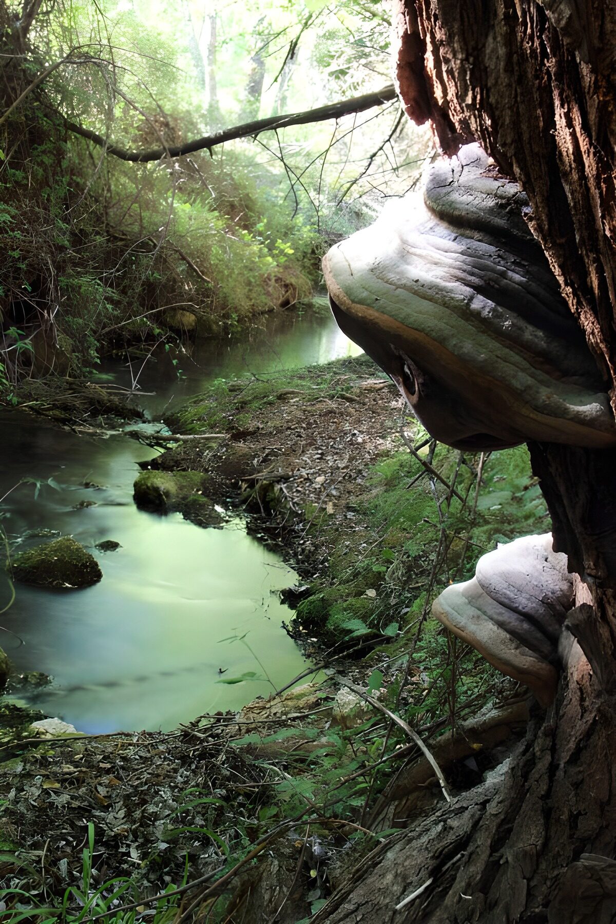Baumschwämme am schattigen Waldbach