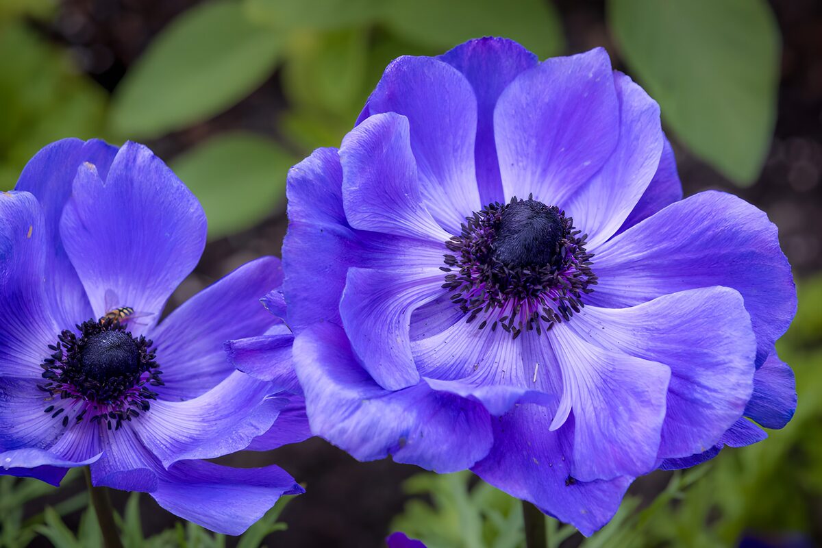 Zwei violette Anemonen ganz nah