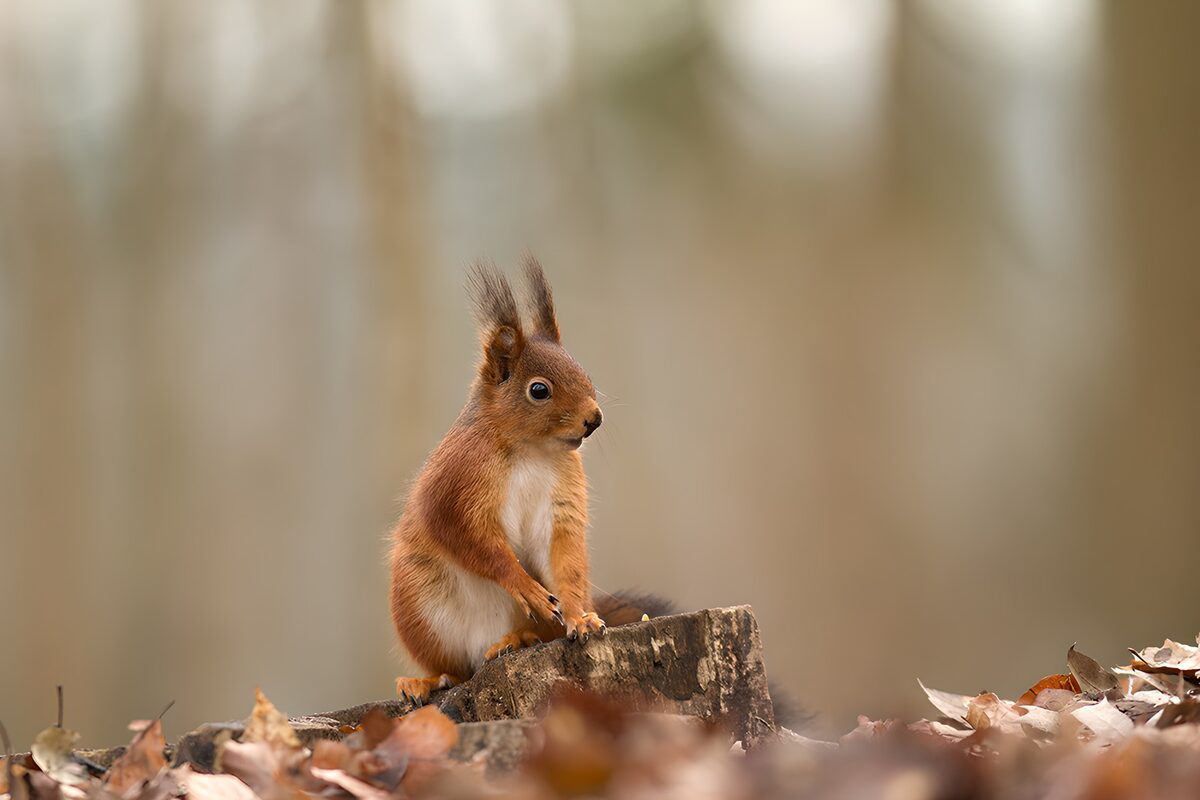 Wachsames Eichhörnchen auf dem Baumstumpf