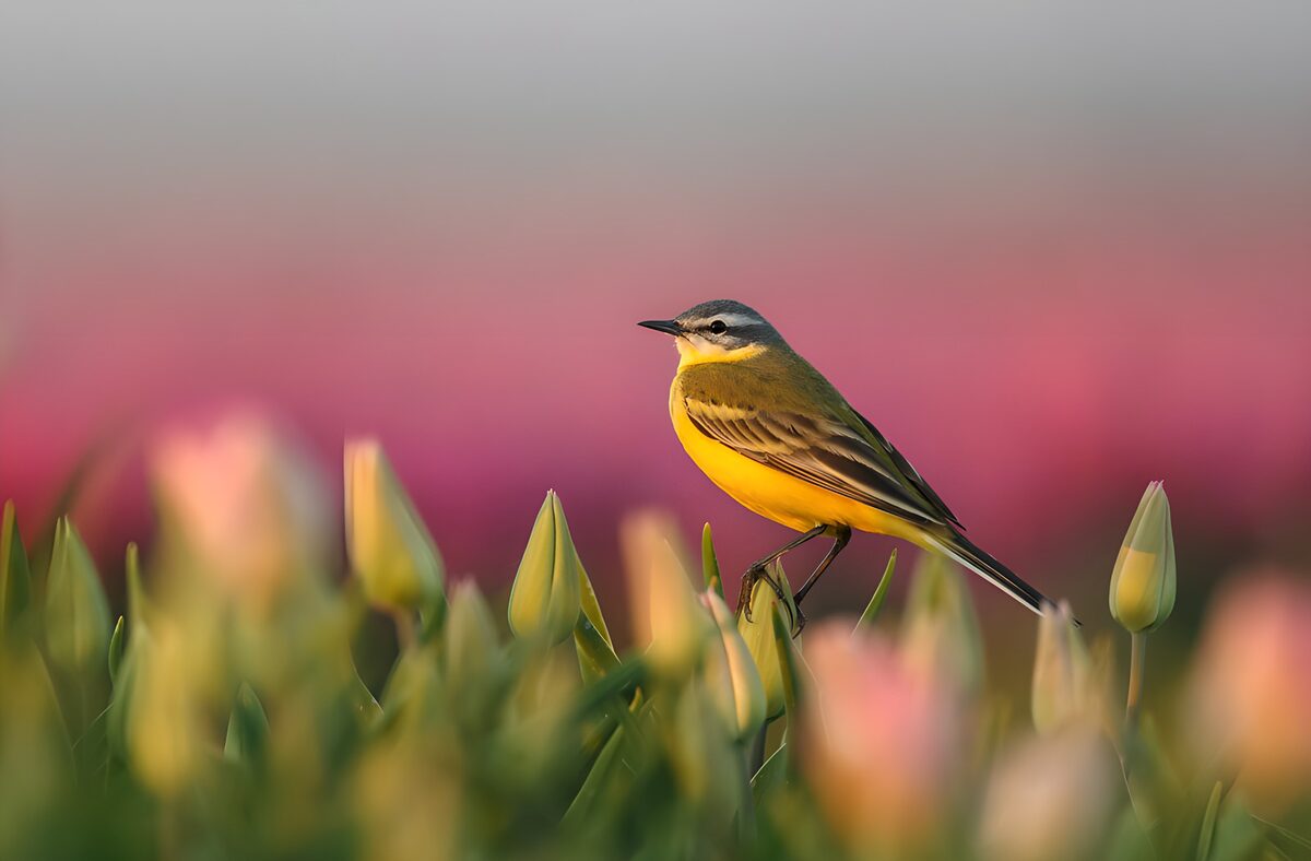 Schafstelze auf Tulpenknospe im weichen Licht