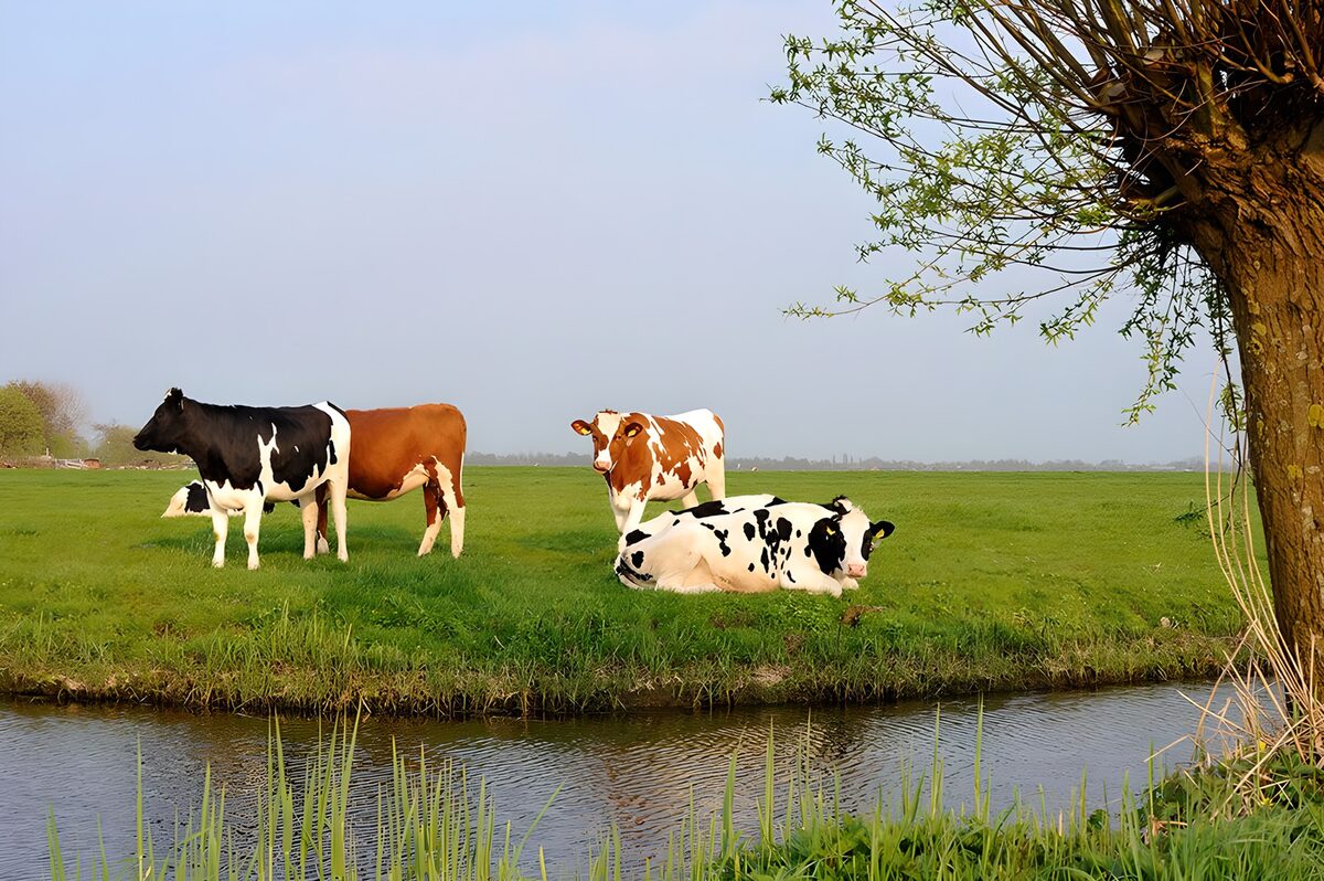 Kühe auf saftiger Weide am Wasser