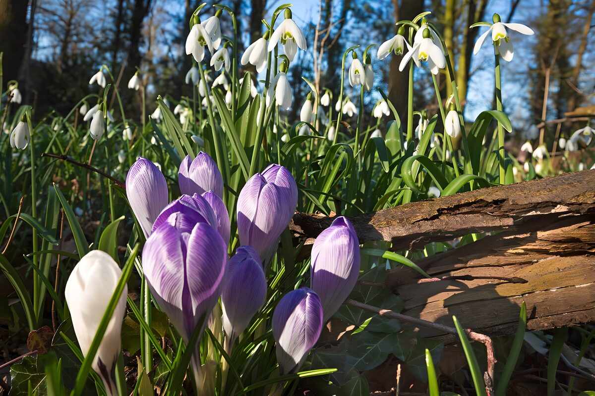 Krokusse und Schneeglöckchen im Sonnenlicht