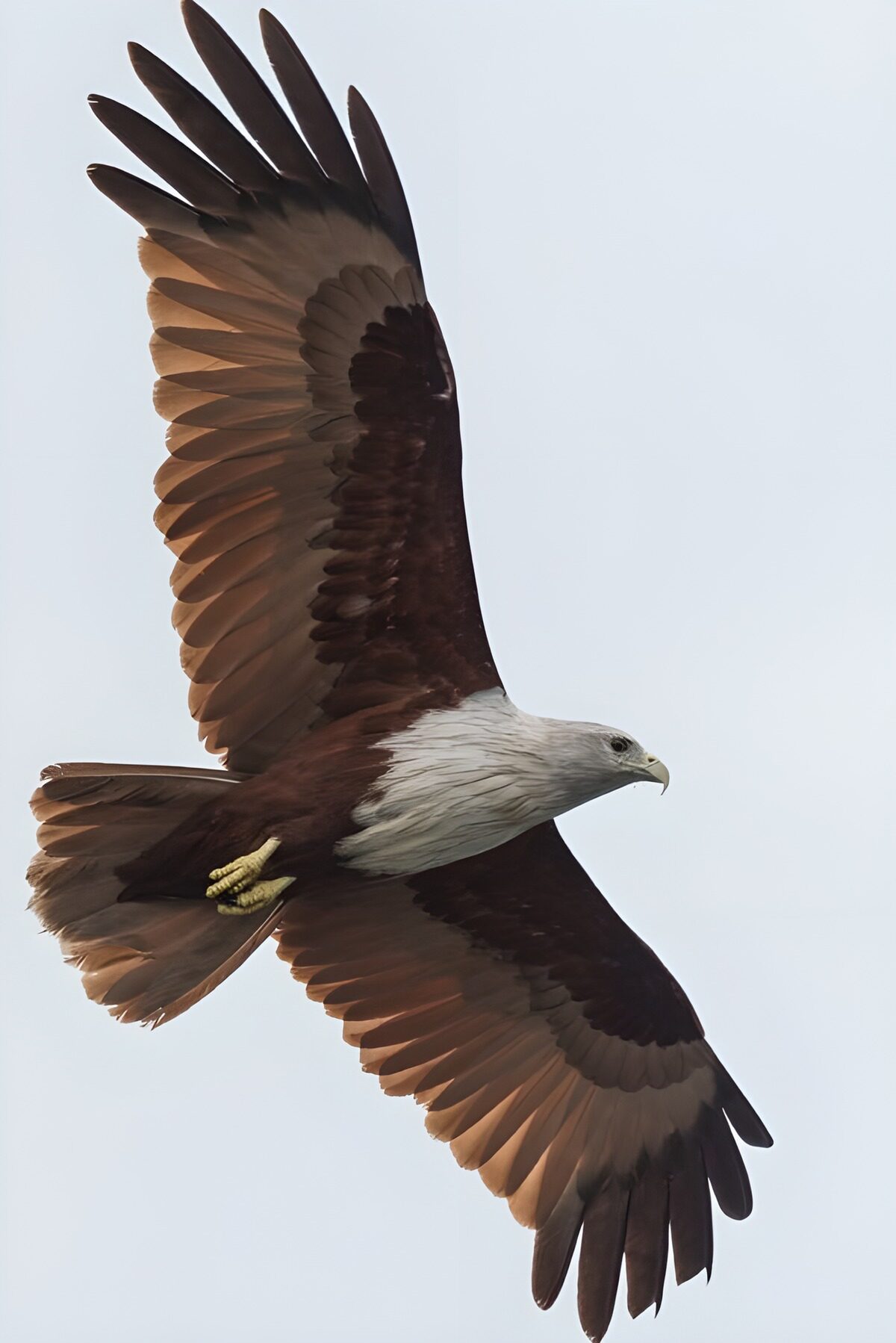 Seeadler mit weit gespannten Flügeln