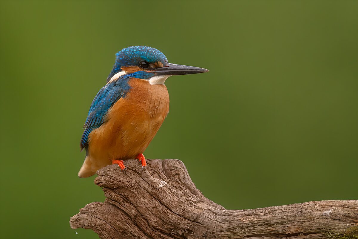 Eisvogel auf verwittertem Holz