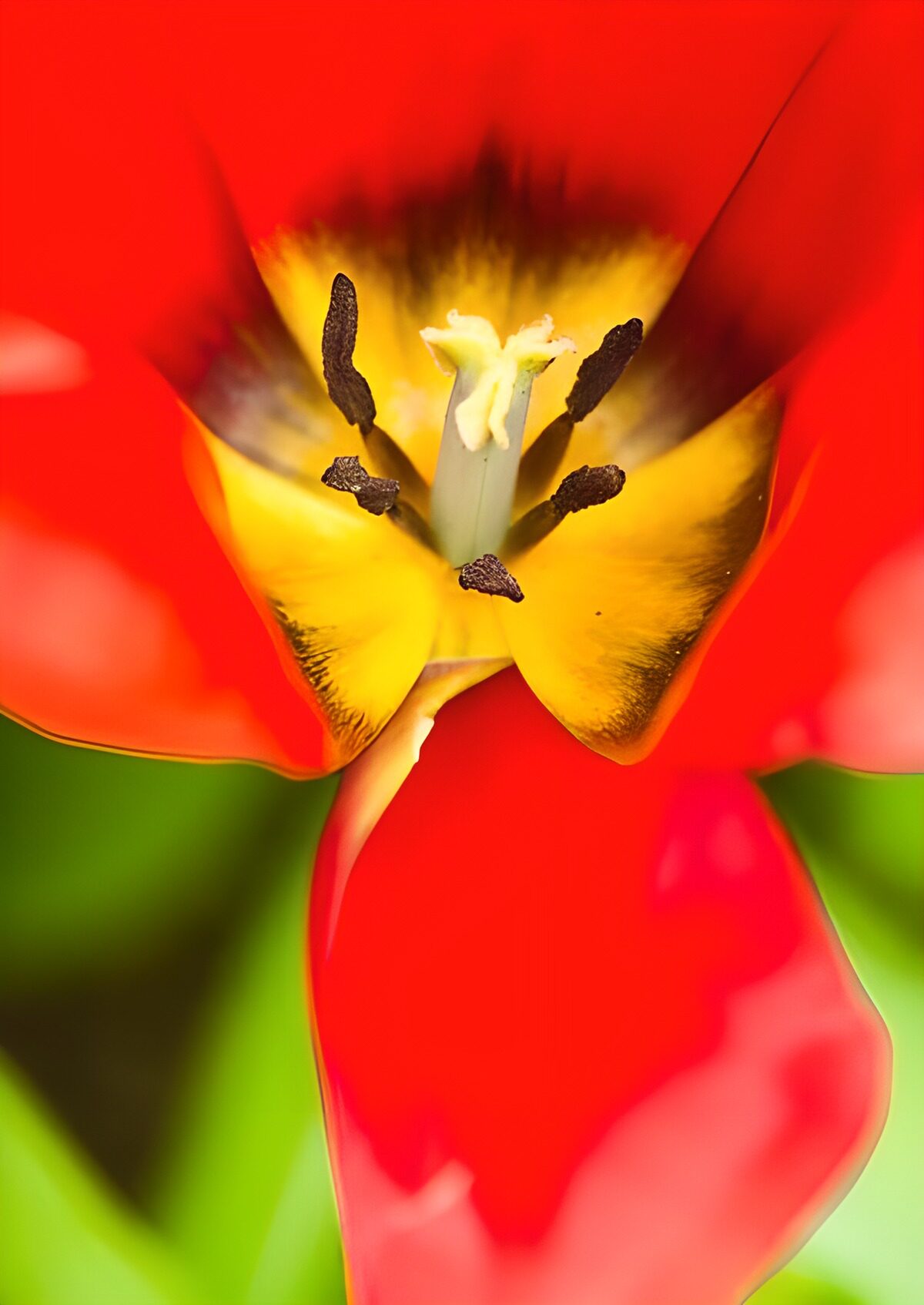 Rote Tulpe mit sonnengelber Mitte