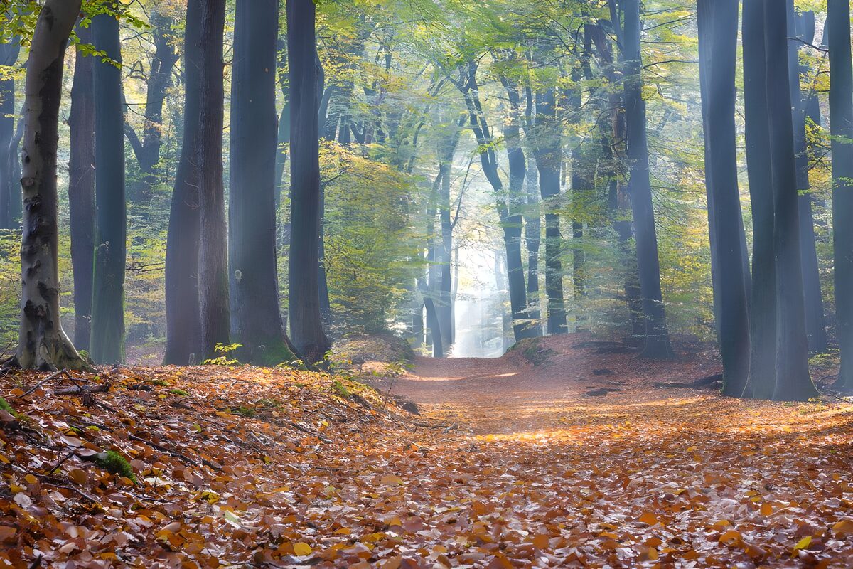 Herbstlicher Waldweg im Sonnenlicht