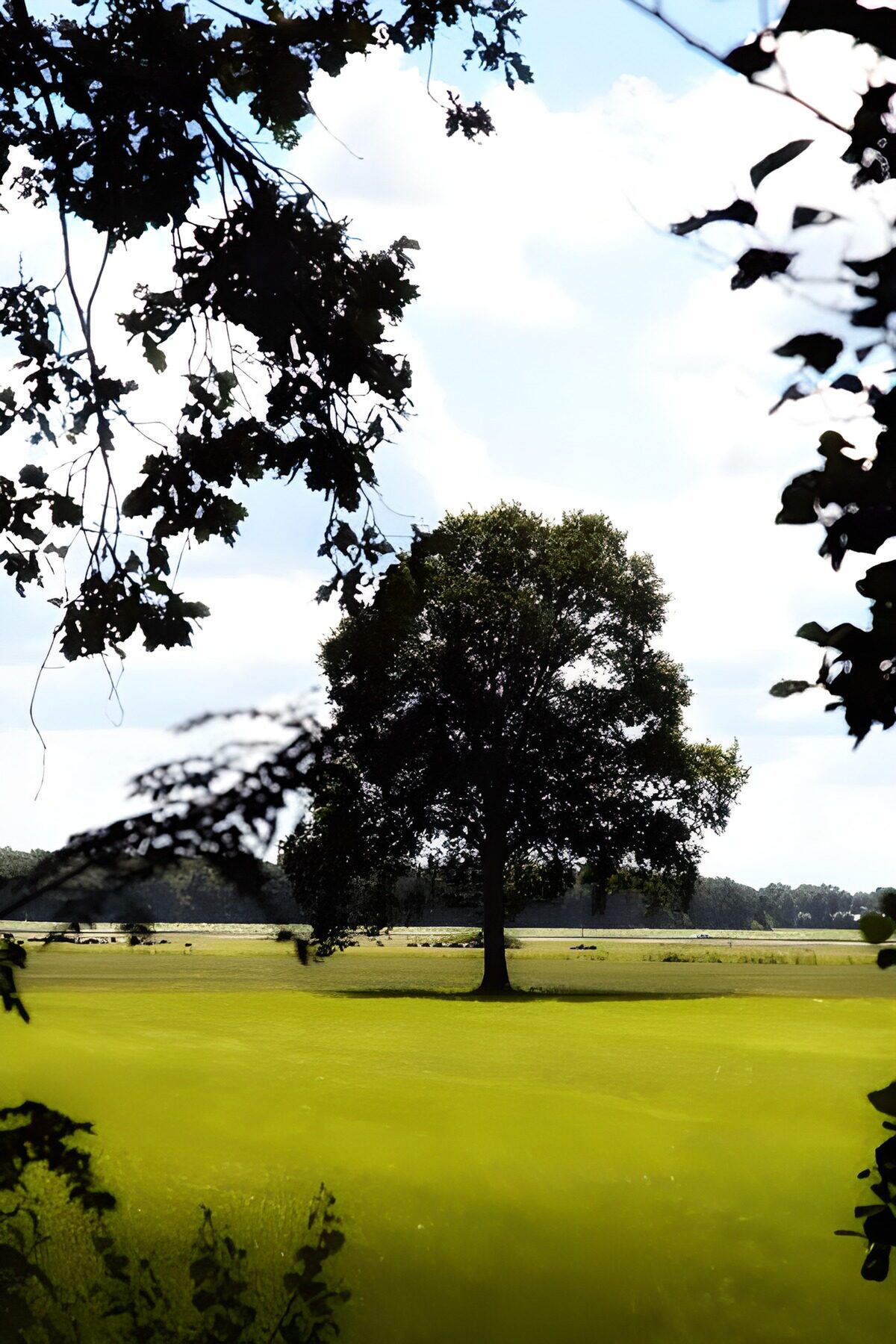 Einzelner Baum auf sonniger Wiese