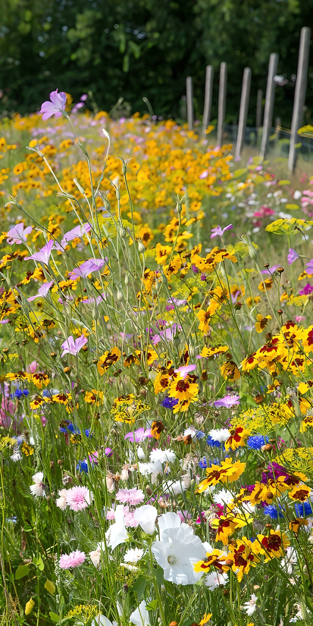 Bunte Blumenwiese im Sonnenschein
