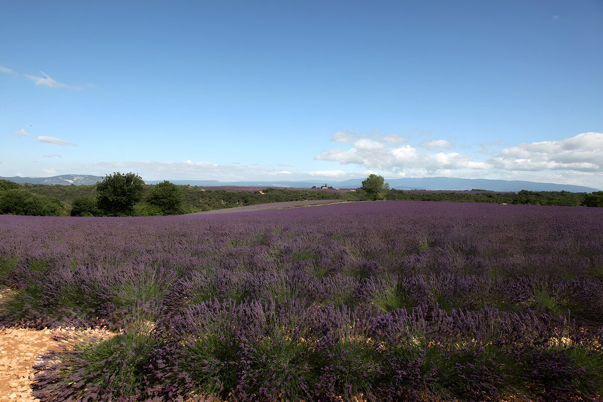 Ein Sommermeer aus Lavendel