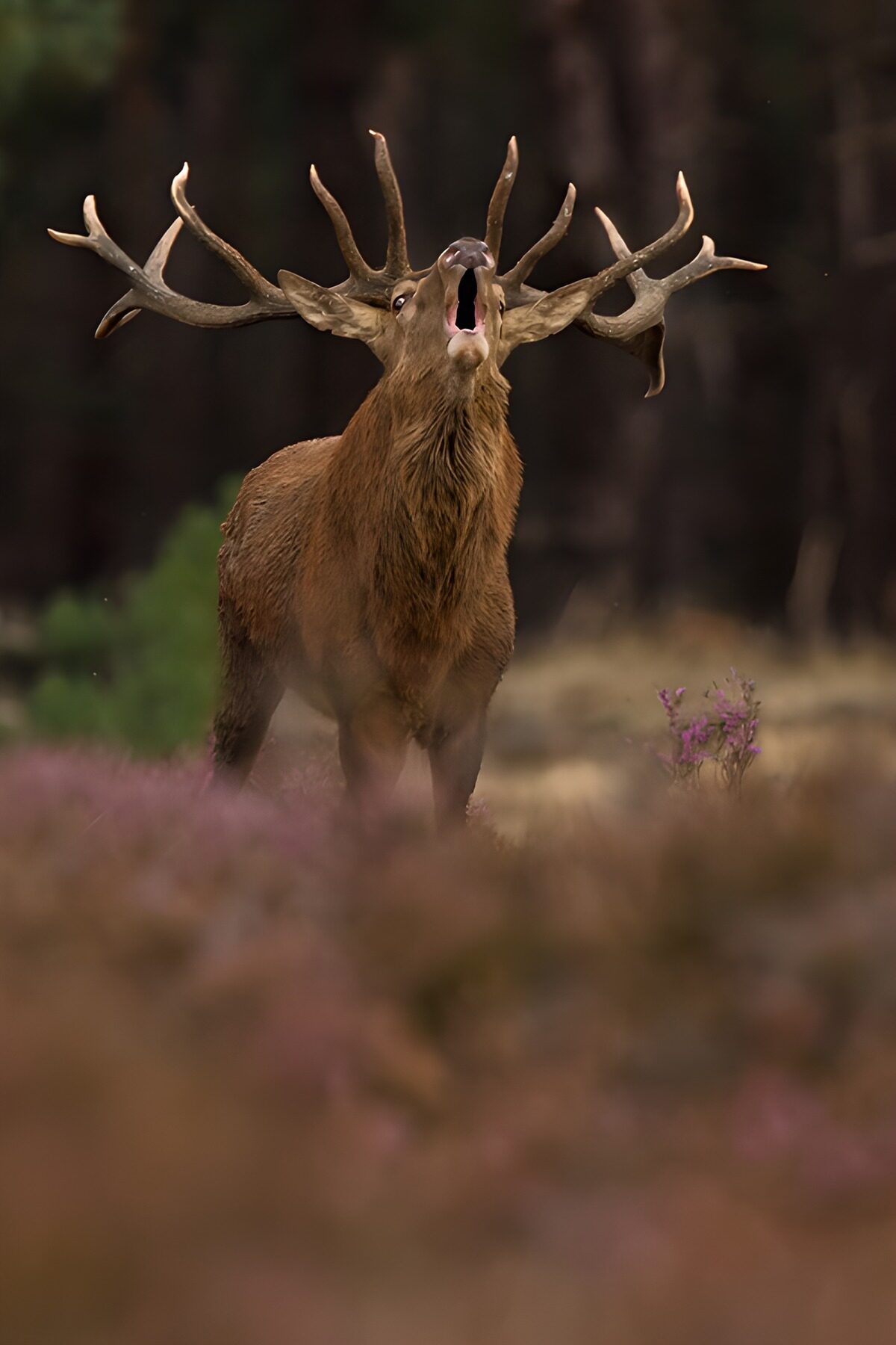 Röhrender Rothirsch vor dunklem Wald