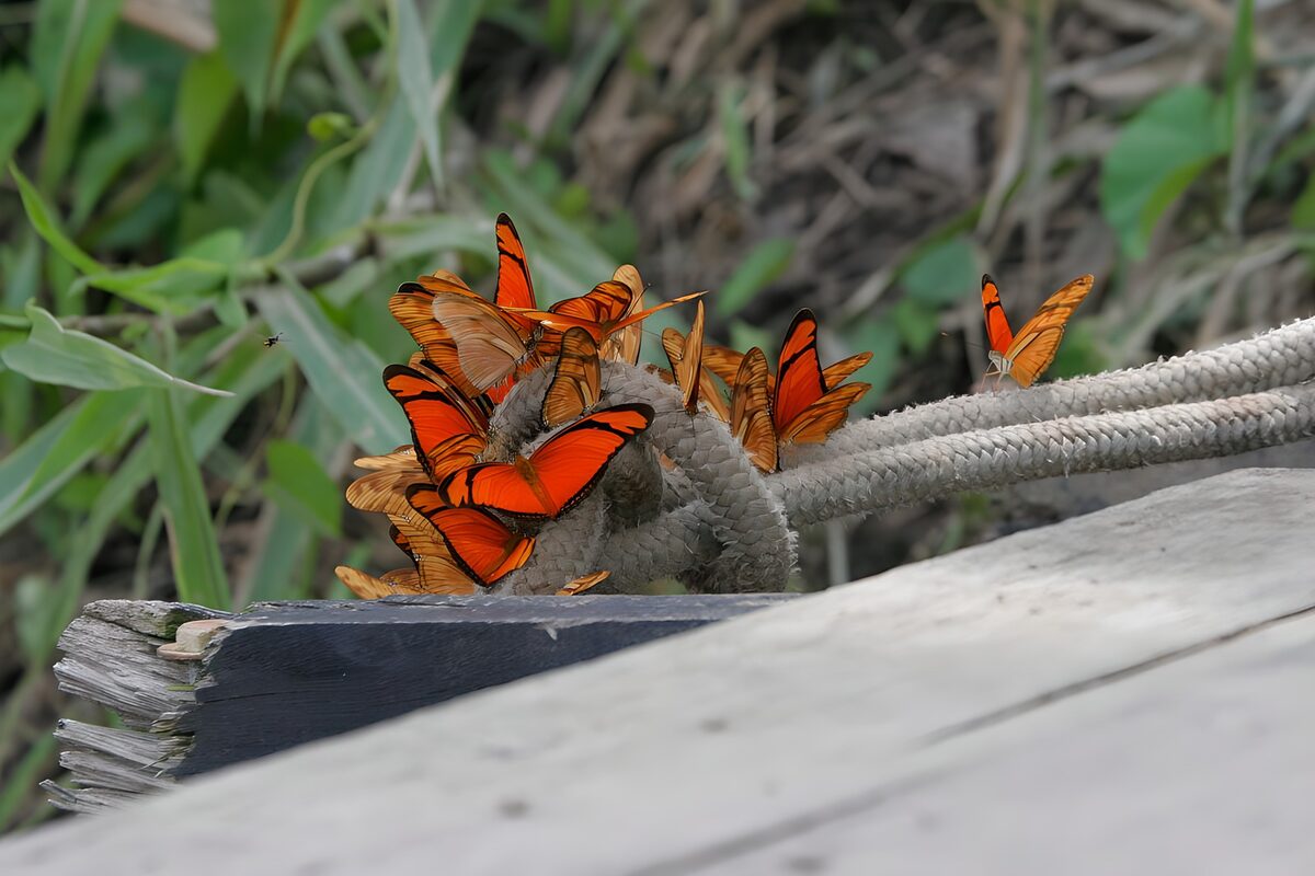 Orange Schmetterlinge am Seilknoten