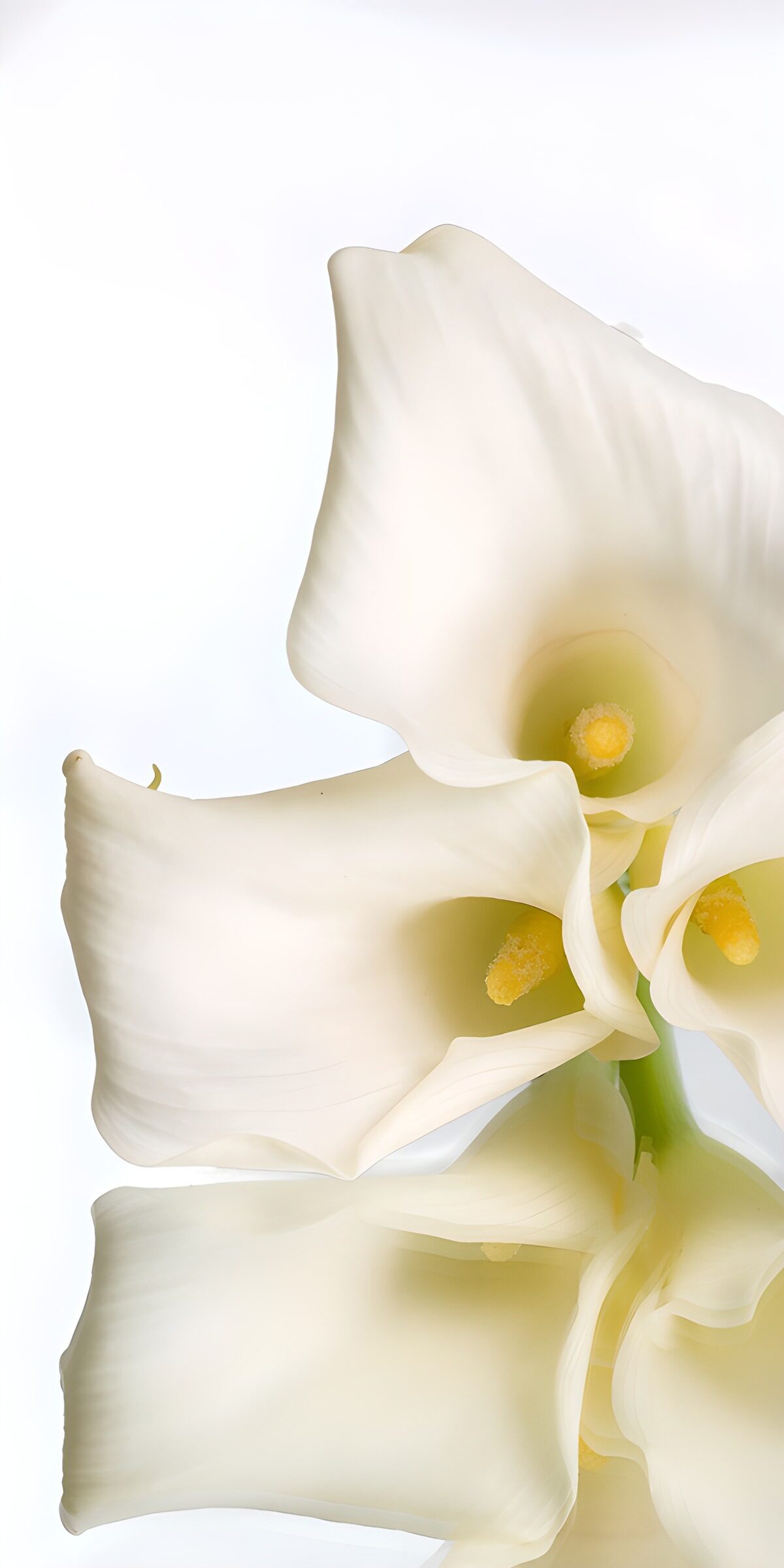 Weiße Calla mit sanfter Spiegelung