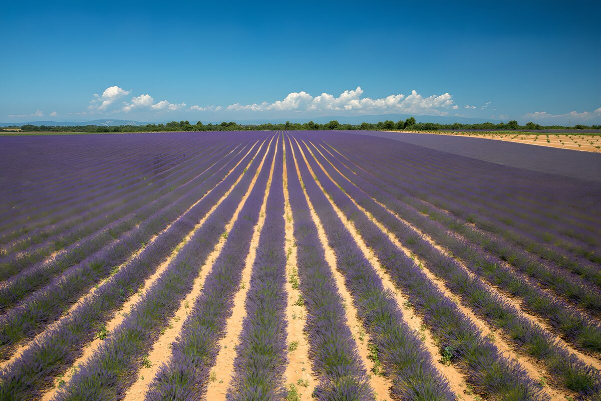 Violette Bahnen bis zum Horizont