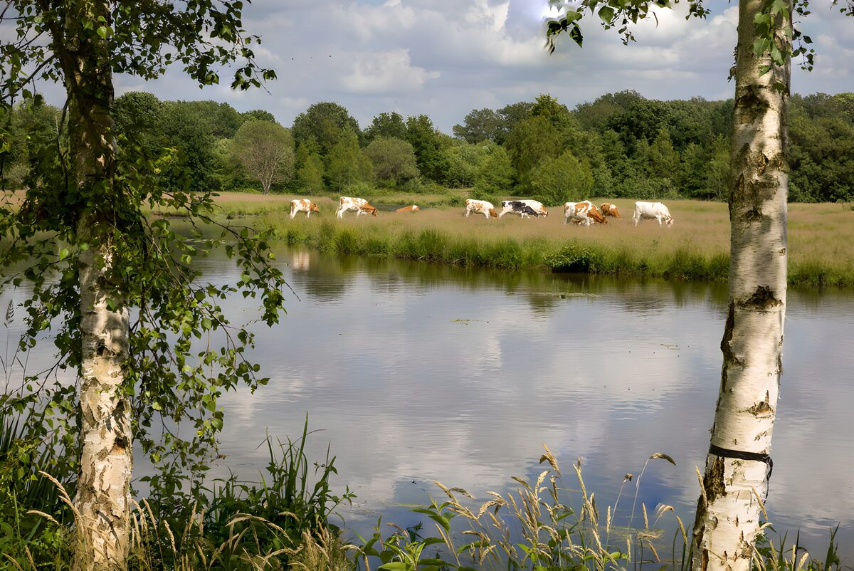 Kuhweide am Wasser im Sommer