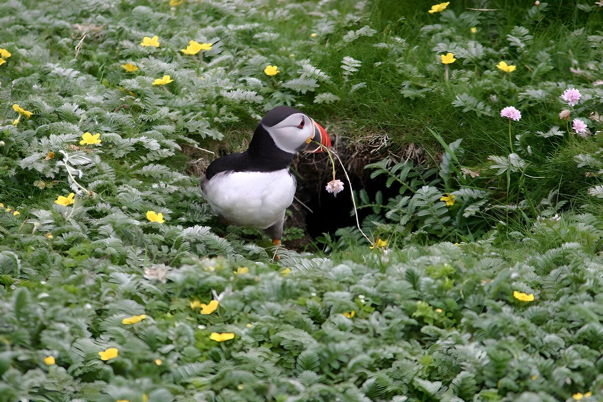 Papageitaucher zwischen zarten Blüten