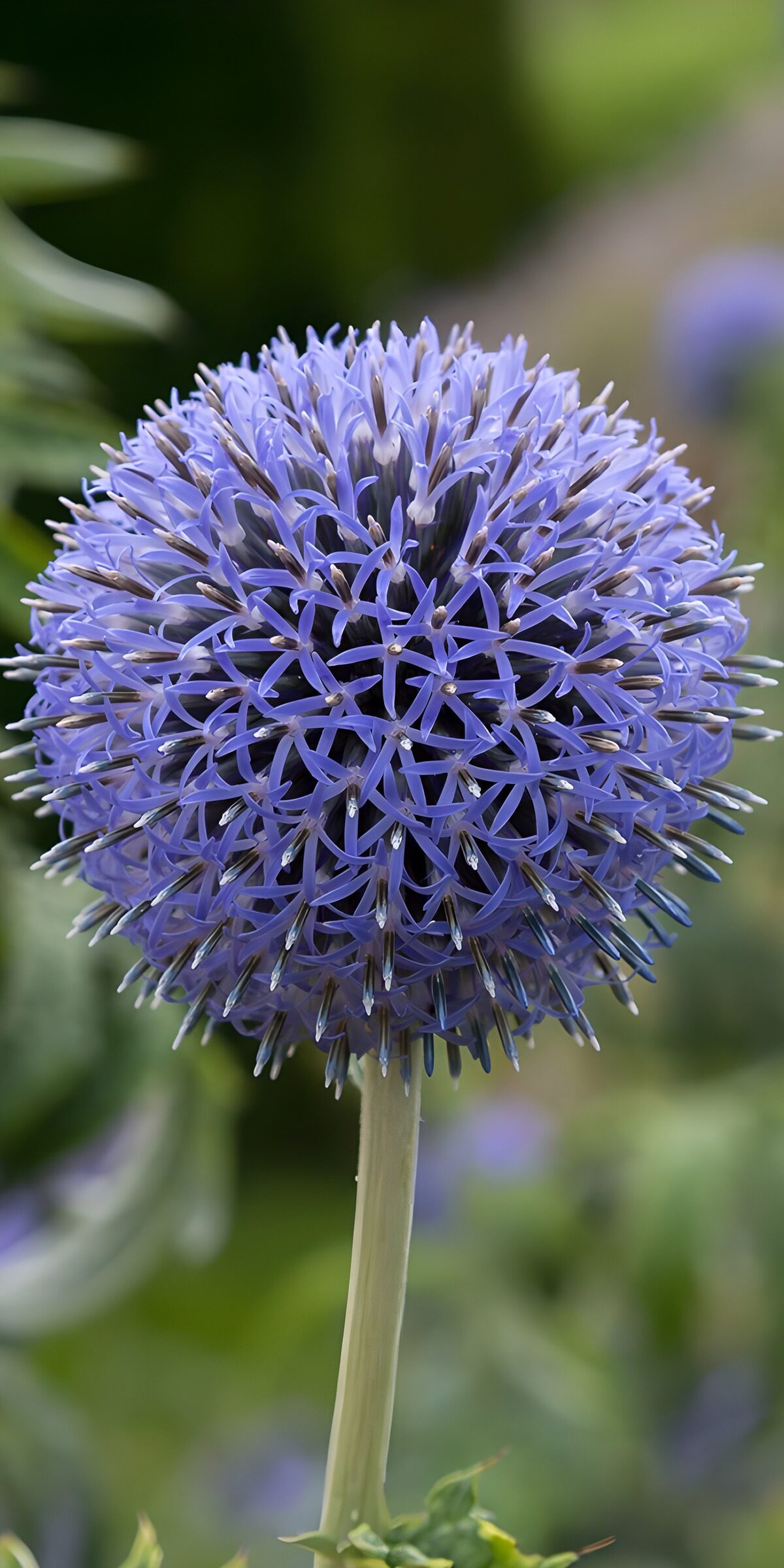 Blaue Kugeldistel in Nahaufnahme