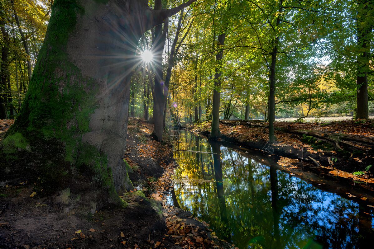 Wo der Herbst im Waldbach leuchtet