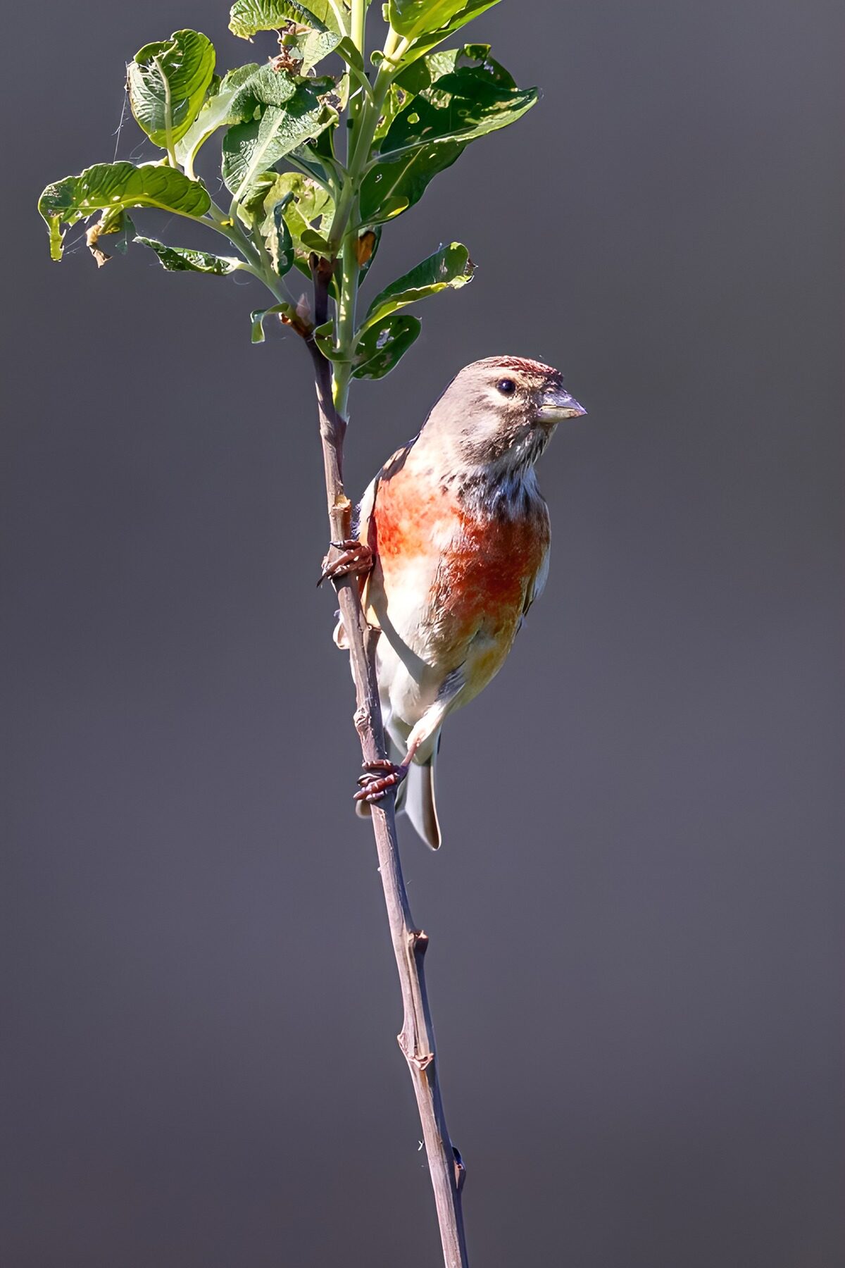 Kleiner Vogel am sonnigen Zweig