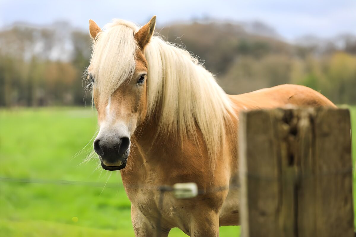 Goldbraunes Pferd am Weidezaun