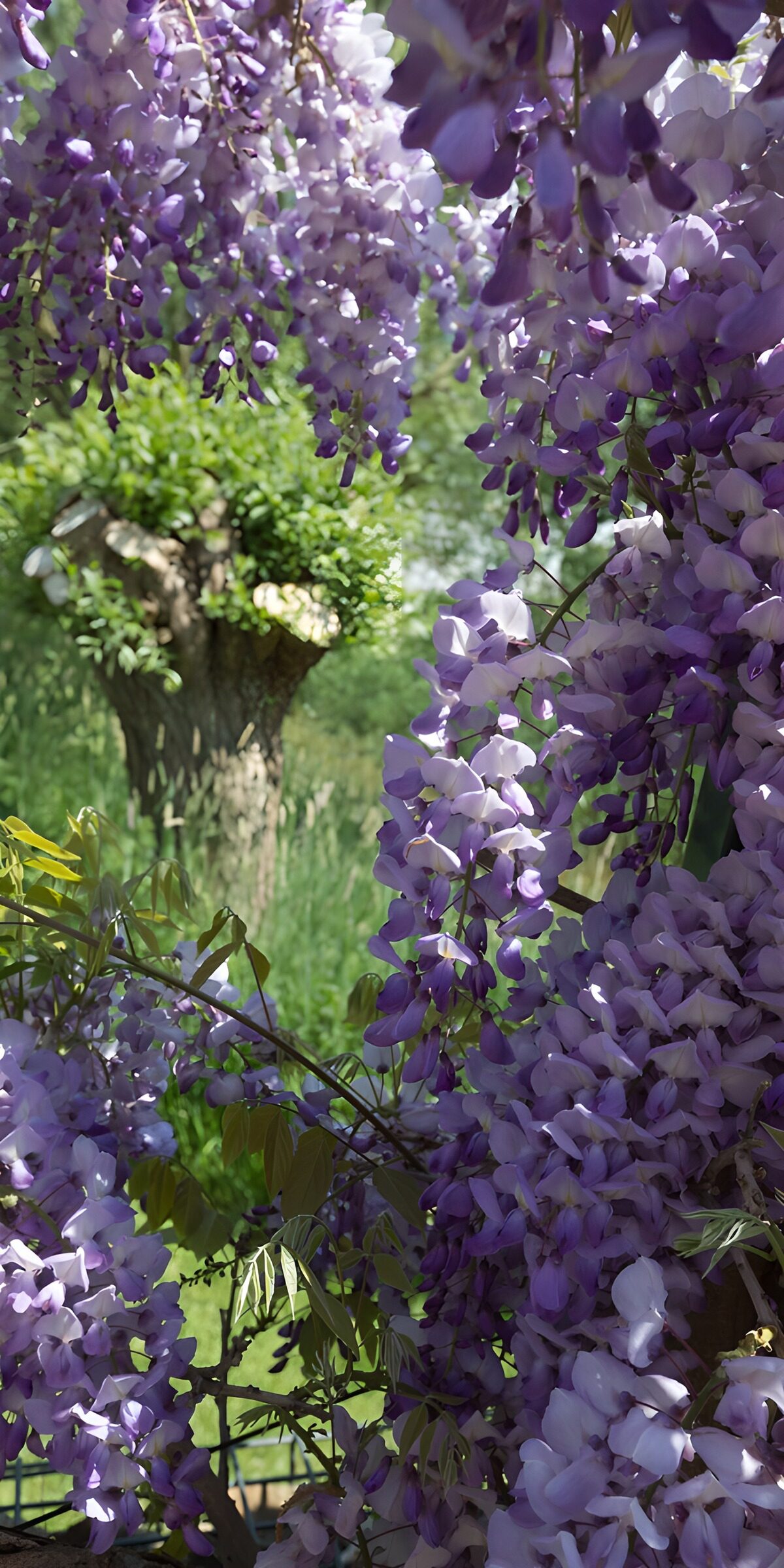 Lila Blauregen im Sonnenlicht
