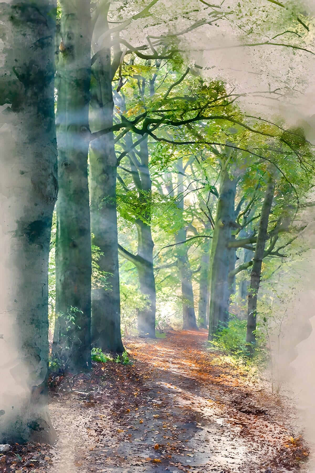 Waldpfad im sanften Sonnenlicht