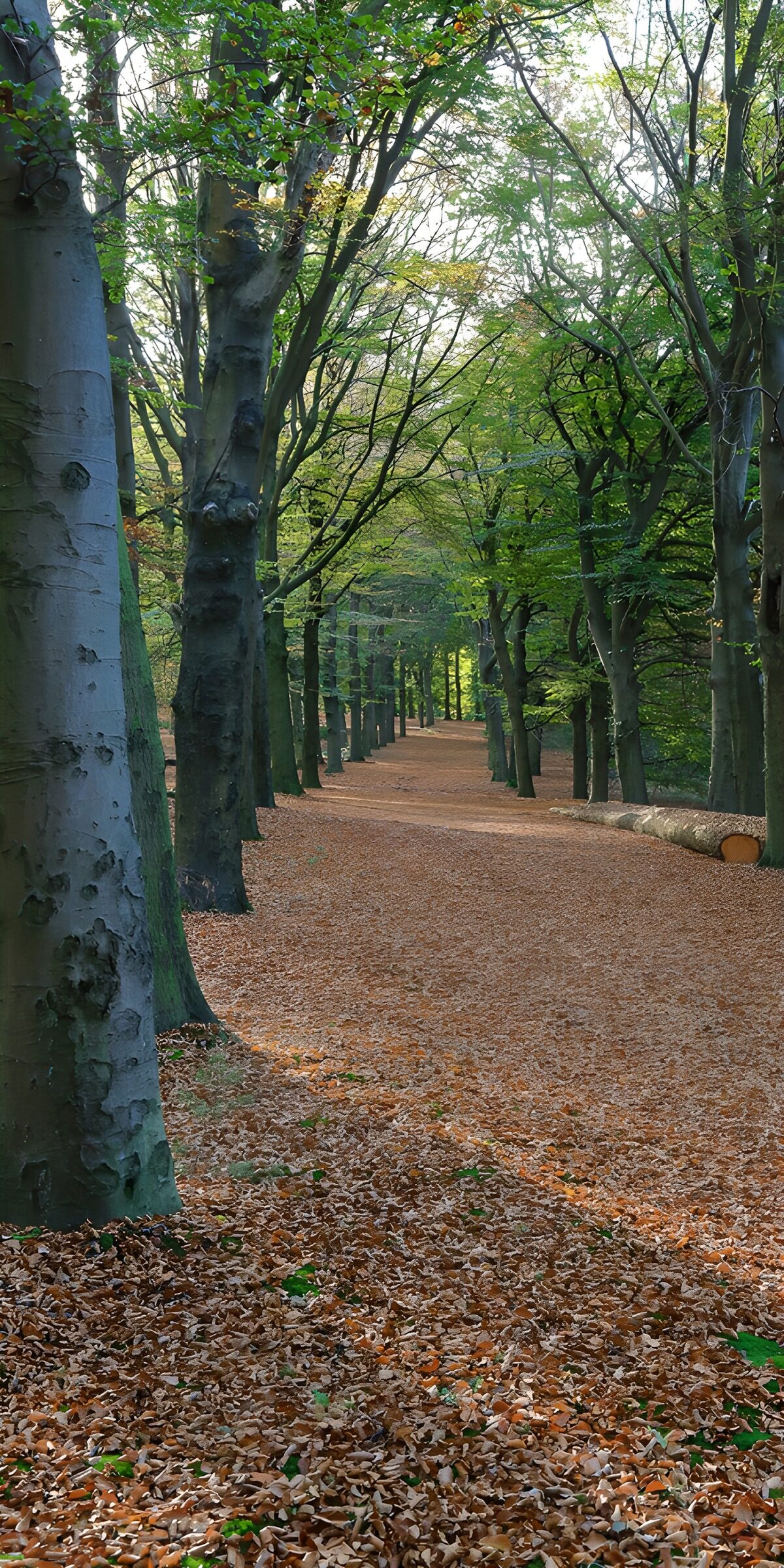 Buchenallee im warmen Herbstlicht