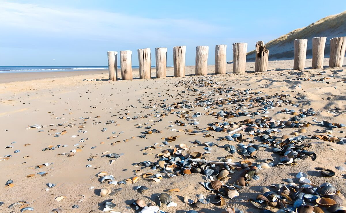Muschelstrand mit verwitterten Holzpfählen