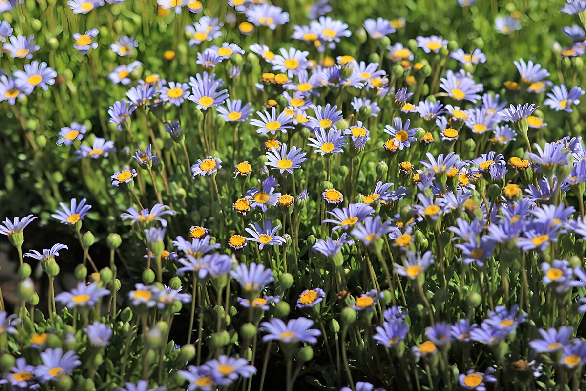Hellblaue Blüten im Sonnenlicht