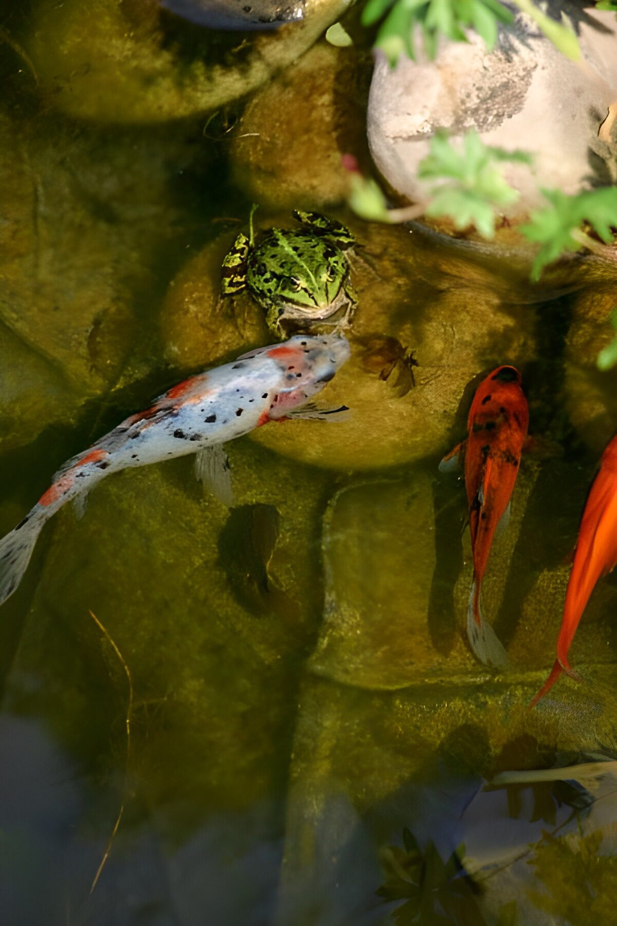 Kois und Frosch im stillen Teich